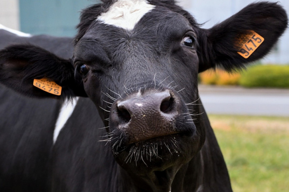 Zdjęcie z galerii: photo_6964b0c9177aa.jpg